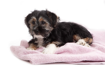 Image showing Young Terrier Mix on the blanket