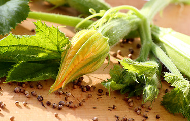 Image showing Blooming zucchini 