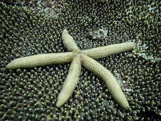 Image showing starfish 