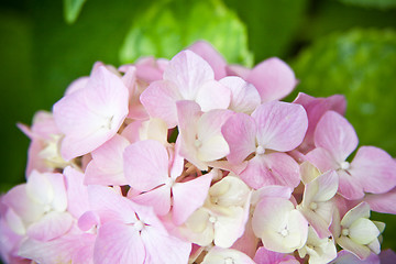 Image showing hydrangea flower
