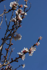 Image showing Apricot Tree Blossoms