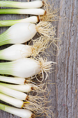 Image showing Frame of Onion Stems