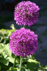 Image showing Allium Giganteum