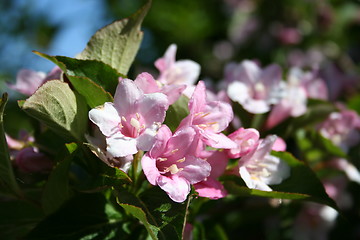 Image showing Kolkwitzia amabilis