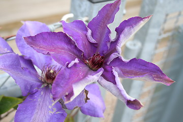 Image showing Clematis President
