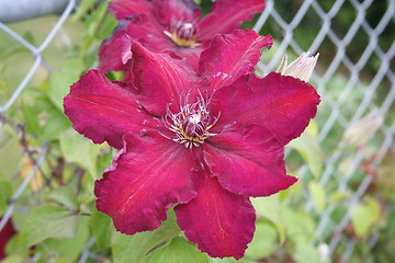 Image showing Clematis Warszawska Nike