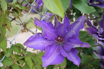 Image showing Clematis President