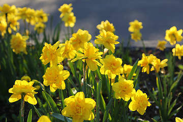 Image showing Beautiful yellow Daffodils