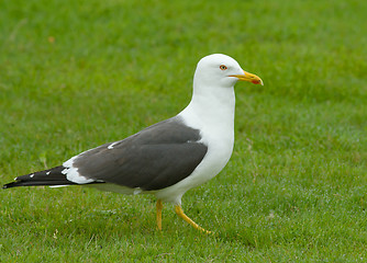 Image showing Lesser Black-backed Gull