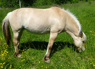 Image showing Horse