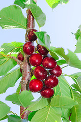 Image showing Tasty ripe cherry dark red berry fruits