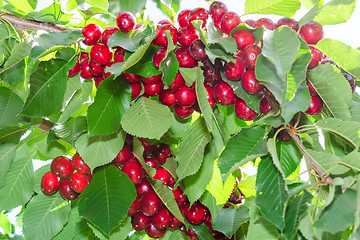 Image showing Branches of cherry tree with ripe red berries fruits