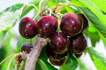 Image showing Bunches of ripe juicy cherry dark bordo berry