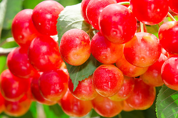 Image showing Sunlit bunch of yellow red cherry berry