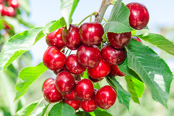 Image showing Branch of cherry tree with dark red ripe berries