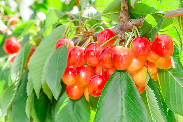 Image showing Closeup tree branch with rainier white cherry berries