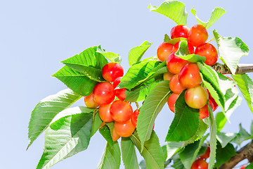 Image showing Bright colored rainier white cherry berry