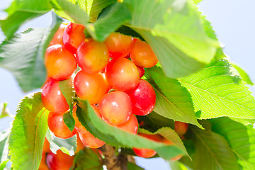 Image showing Rainier white ripe cherry berry sweet and juicy fruits