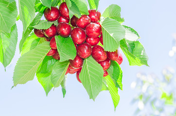 Image showing Bunch of vivid red ripe cherry berries on summer sunlit tree bra