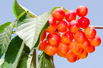 Image showing Sunlight bunch of rainier white cherry berry