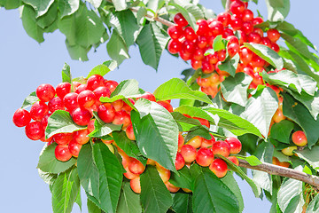 Image showing Rainiers white cheries berries on branches