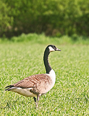 Image showing canada goose