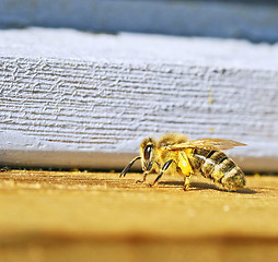 Image showing bee on hive