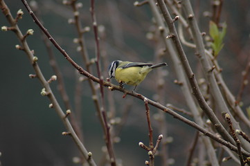 Image showing Blue Tit