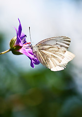 Image showing small cabbage white in cranesbill