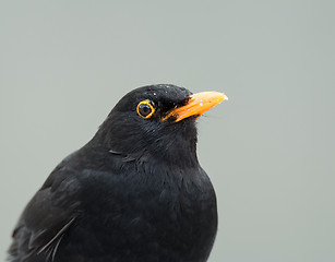 Image showing Blackbird