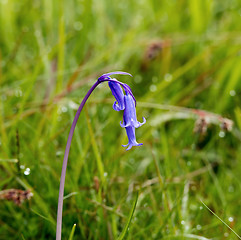 Image showing Bluebell