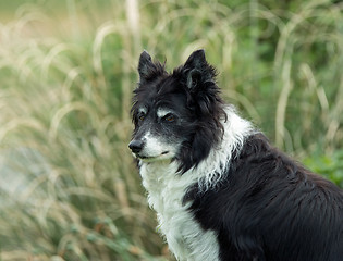 Image showing Border Collie