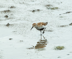 Image showing Dunlin