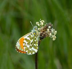 Image showing Orange Tip Butterfly