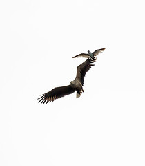 Image showing White-tailed Sea Eagle Harrassed by Herring Gull