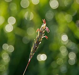 Image showing Grass Seedhead