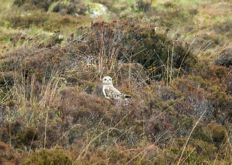 Image showing Short-eared Owl