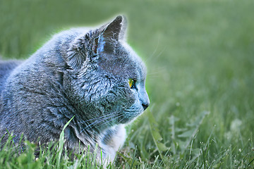 Image showing cat in grass