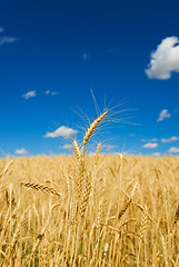 Image showing Wheat harvest