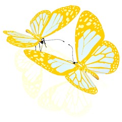 Image showing beauty butterflies