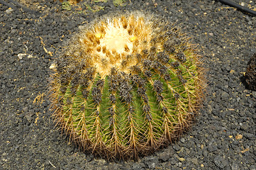 Image showing Round cactus