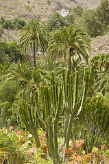 Image showing cactus and palms