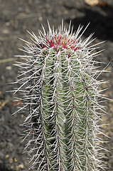 Image showing Cactus