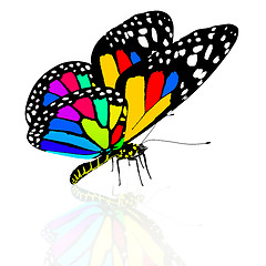 Image showing colorful butterfly