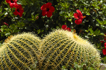 Image showing Twin cactus