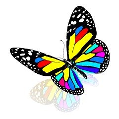 Image showing ?olorful butterfly