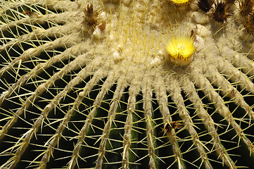 Image showing cactus close up