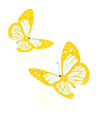 Image showing beauty butterflies