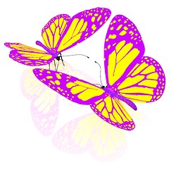 Image showing beauty butterflies