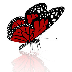 Image showing beauty butterfly